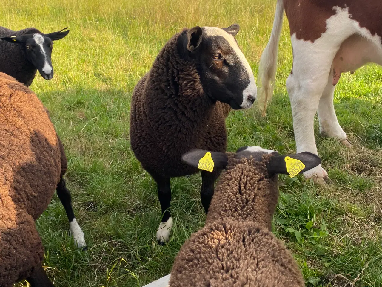 Billede 2 - Zwartbles vædderlam til salg 