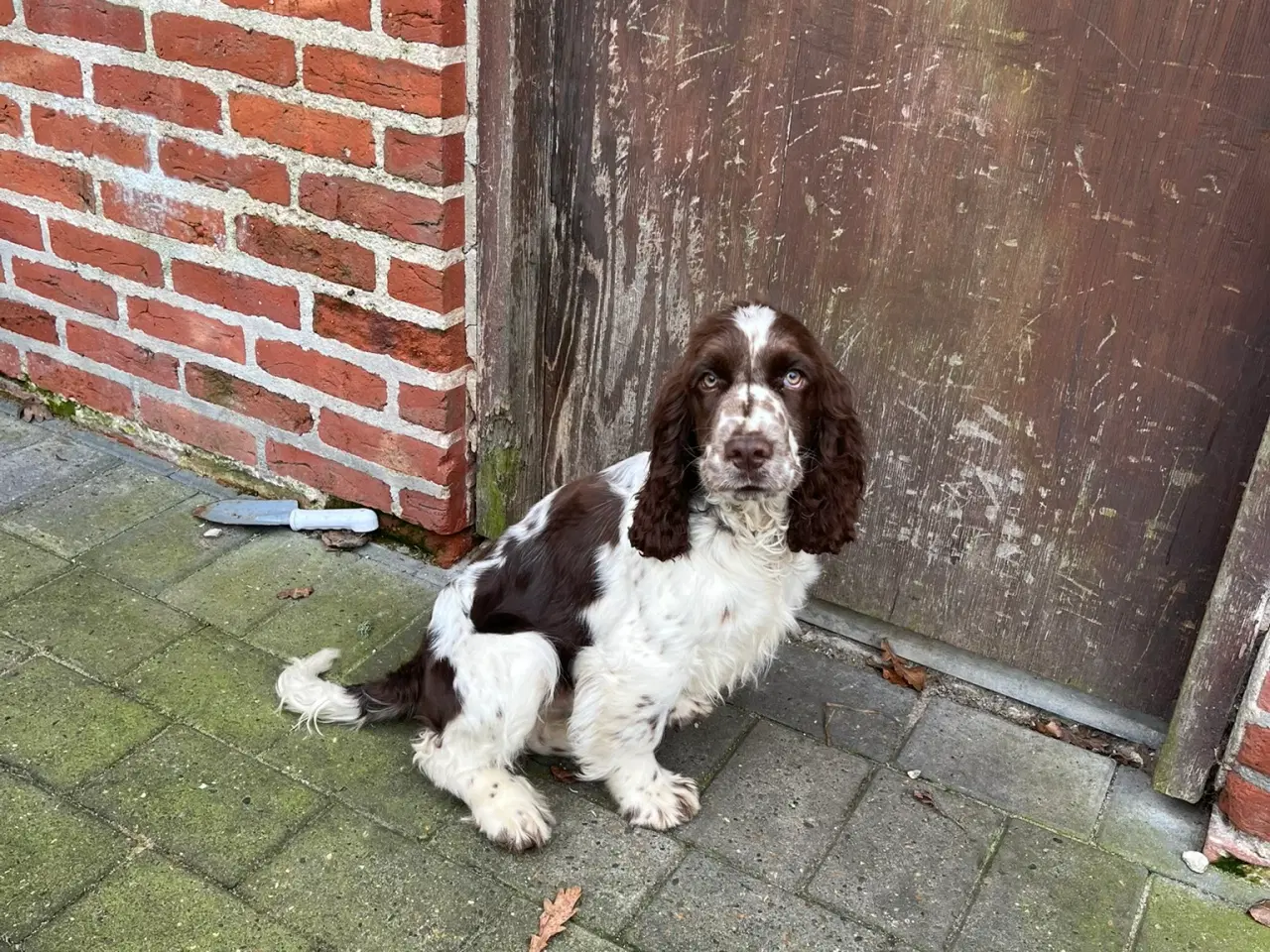 Billede 5 - Engelsk Springer Spaniel 