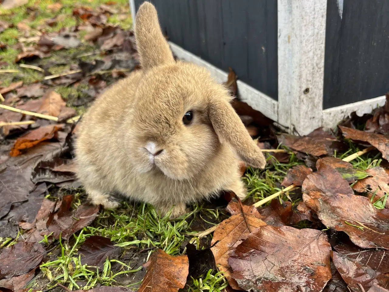 Billede 4 - Minilop kaninunge, børnevant og tam