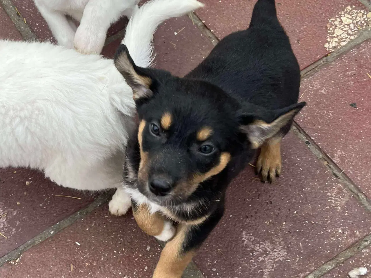 Billede 3 - Sødeste Crossaint søger familie 