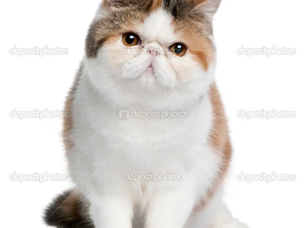 Billede 1 - søger exotic shorthair kat