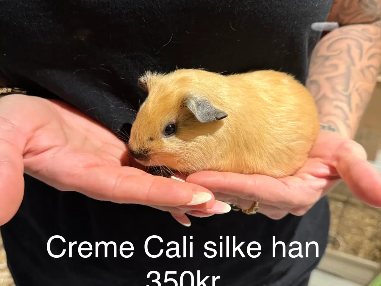 Billede 2 - Marsvin han unger