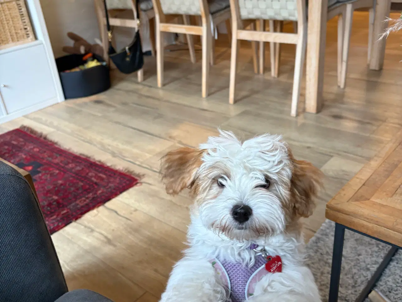 Billede 9 - Smukke Bichon Havanais