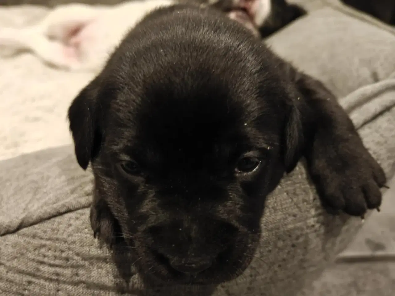 Billede 4 - Labrador blandinger