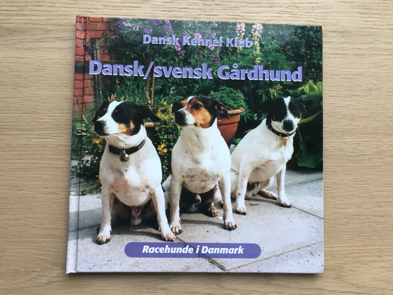 Billede 1 - Dansk/svensk Gårdhund - Racehunde i Danmark