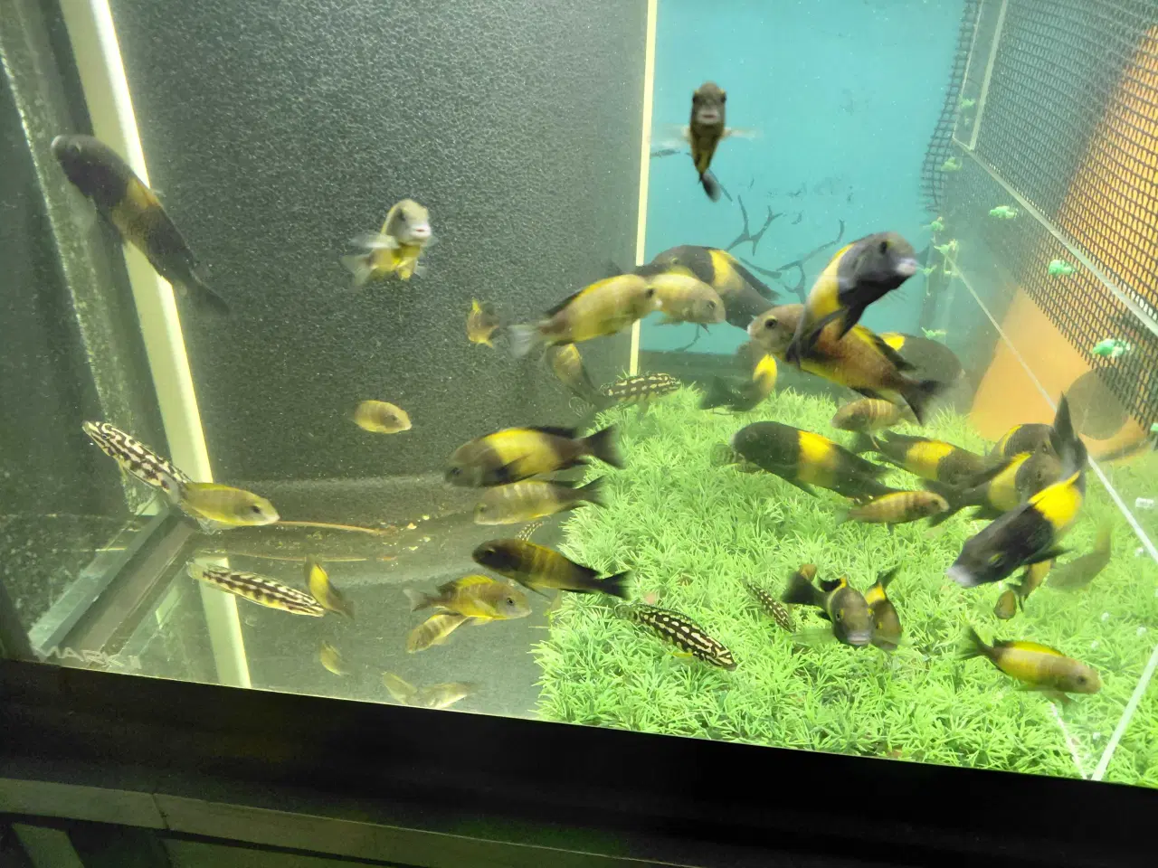 Billede 4 - Cichlider