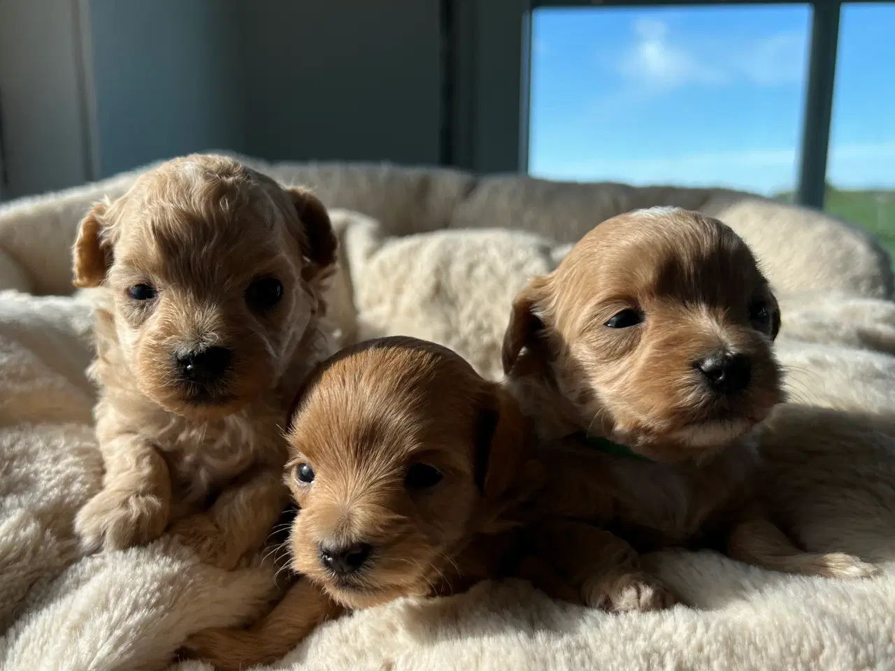 Billede 3 - Teacup Maltipoo 