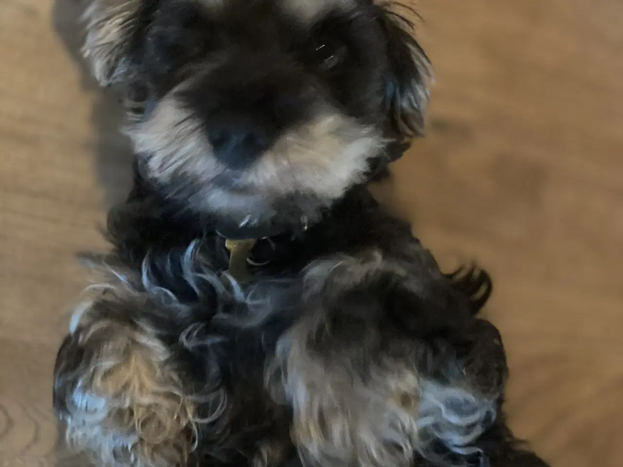 Billede 5 - Futti søger nyt hjem