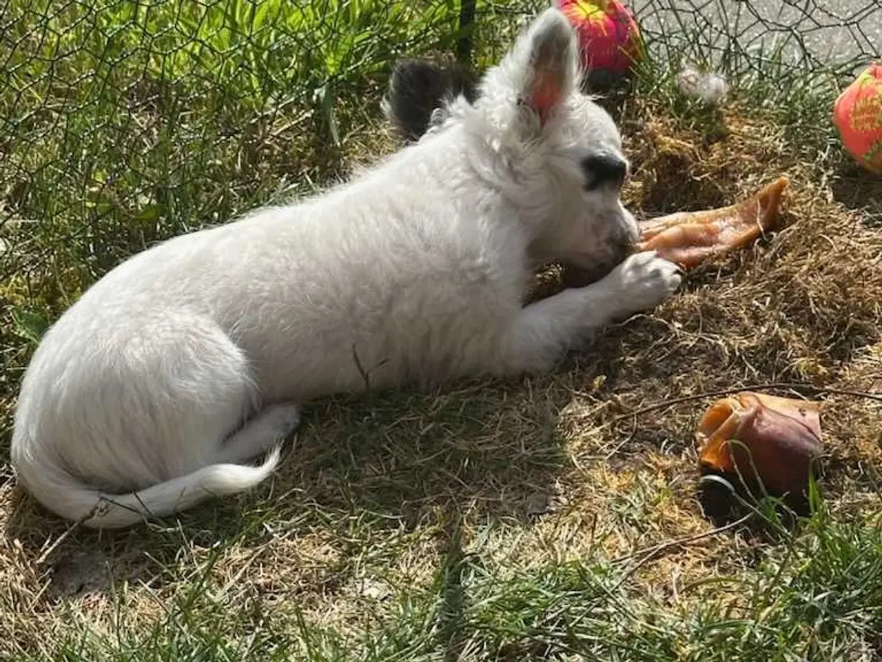Billede 6 - Chihuahua pige 