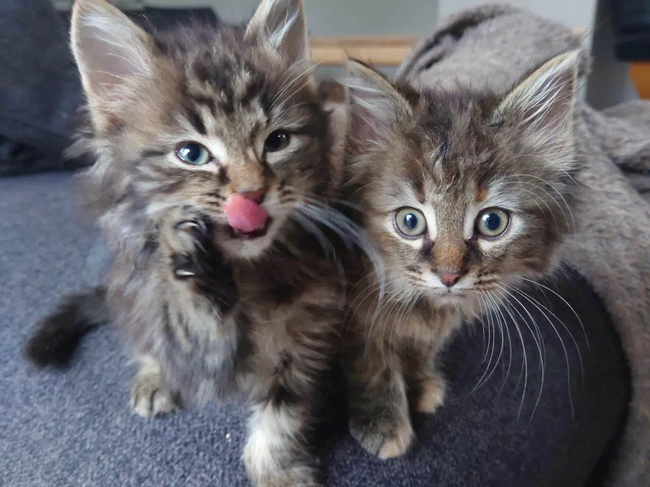 Billede 18 - Maine coon killing Far med tavle