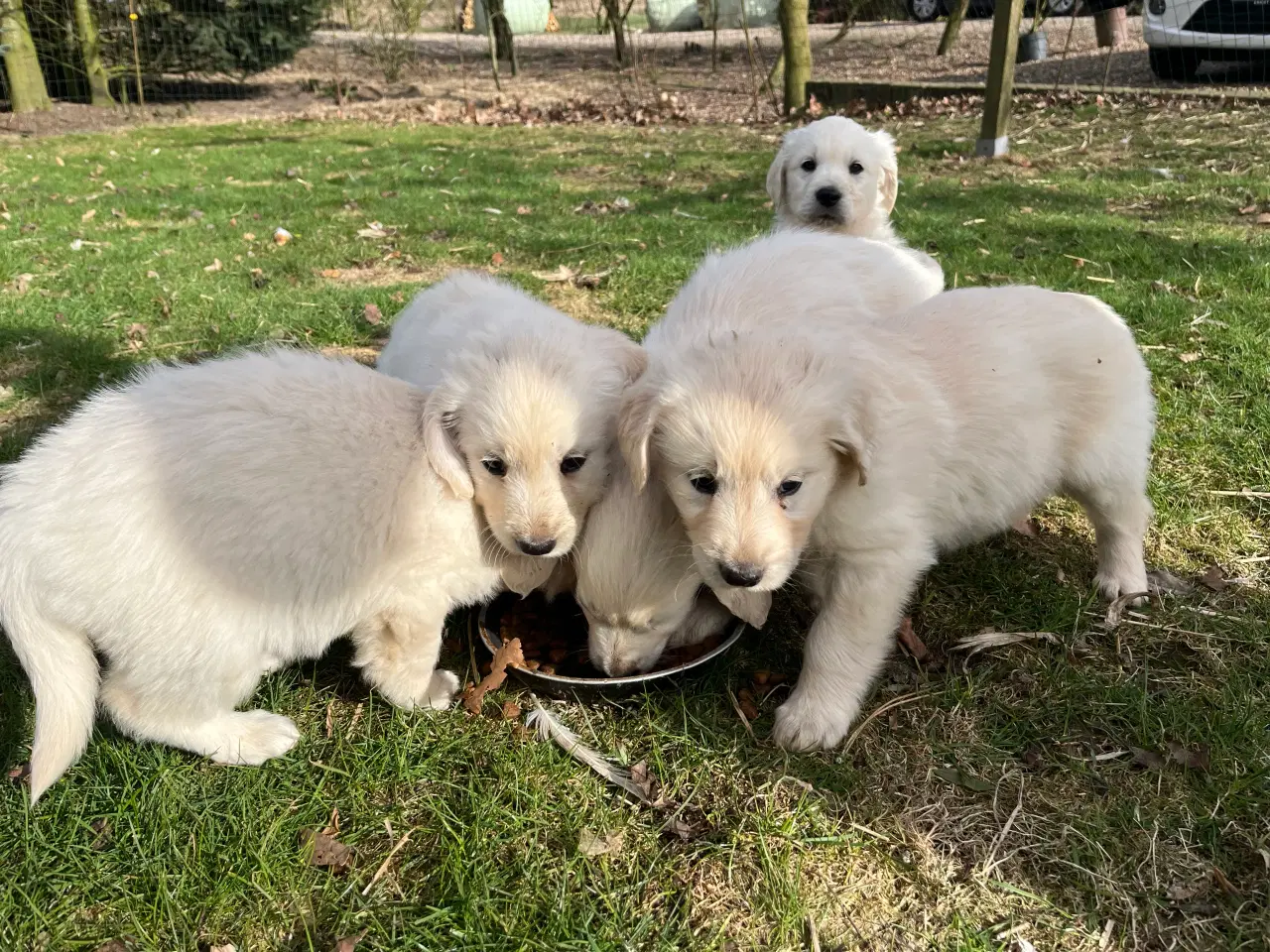Billede 10 - 7 Golden retriever hvalpe sælges