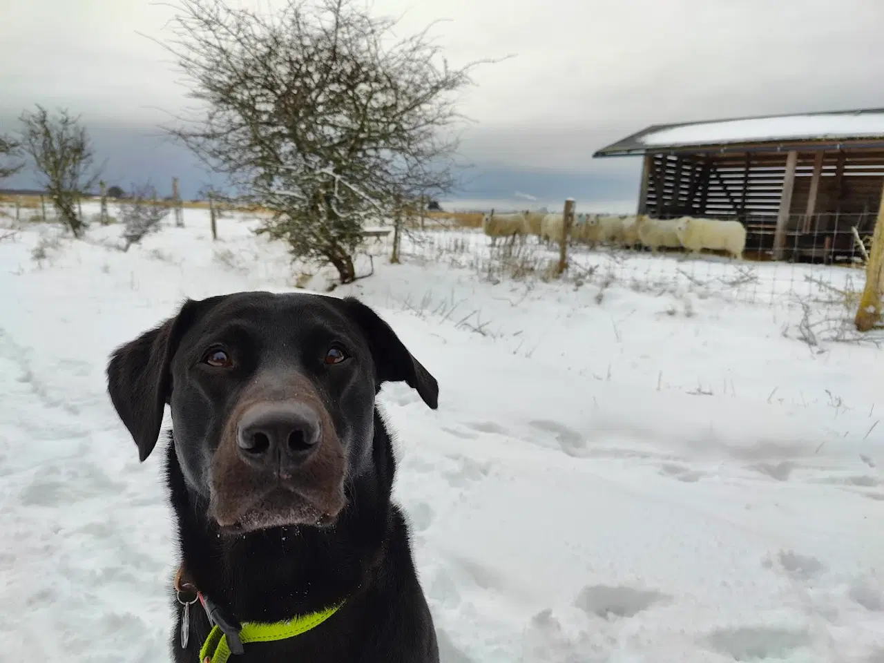 Billede 1 - F1 Labrador udbydes til parring