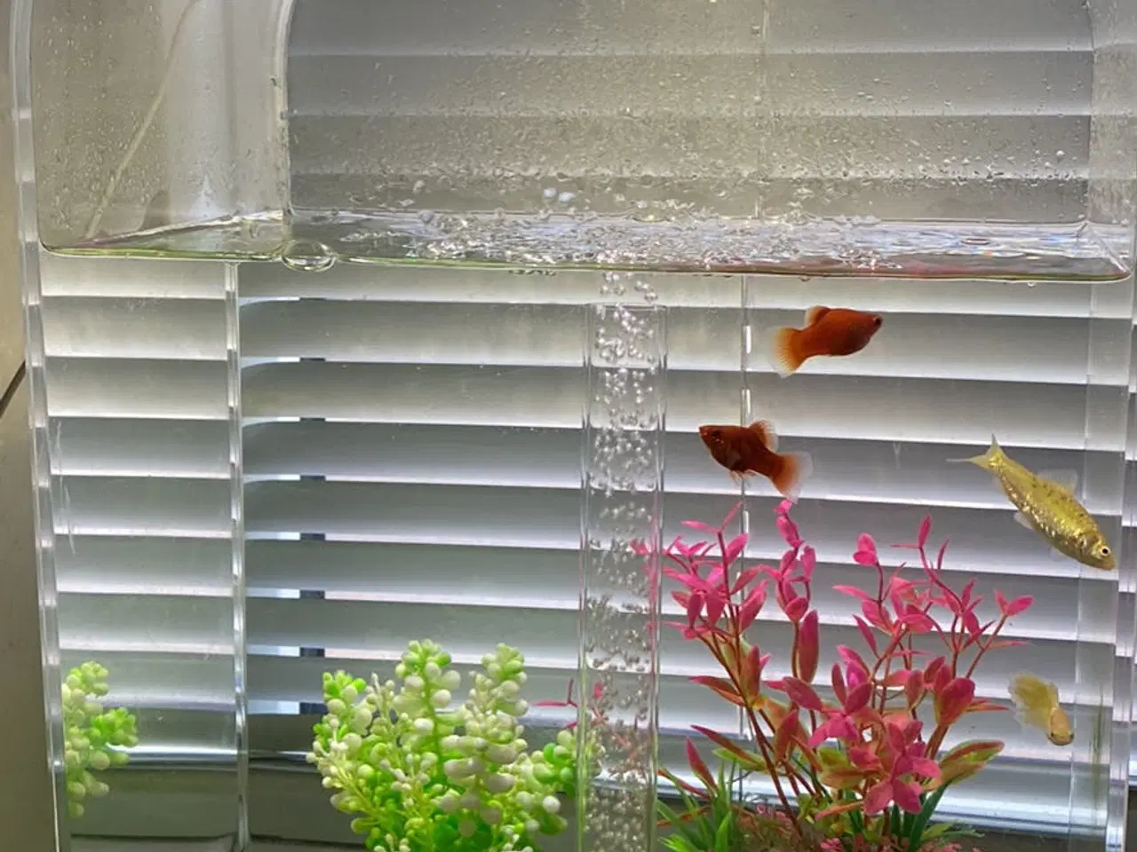 Billede 1 - Biord akvarium