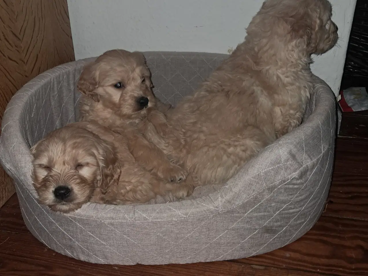 Billede 6 - De sødeste skønneste blandingshvalpe