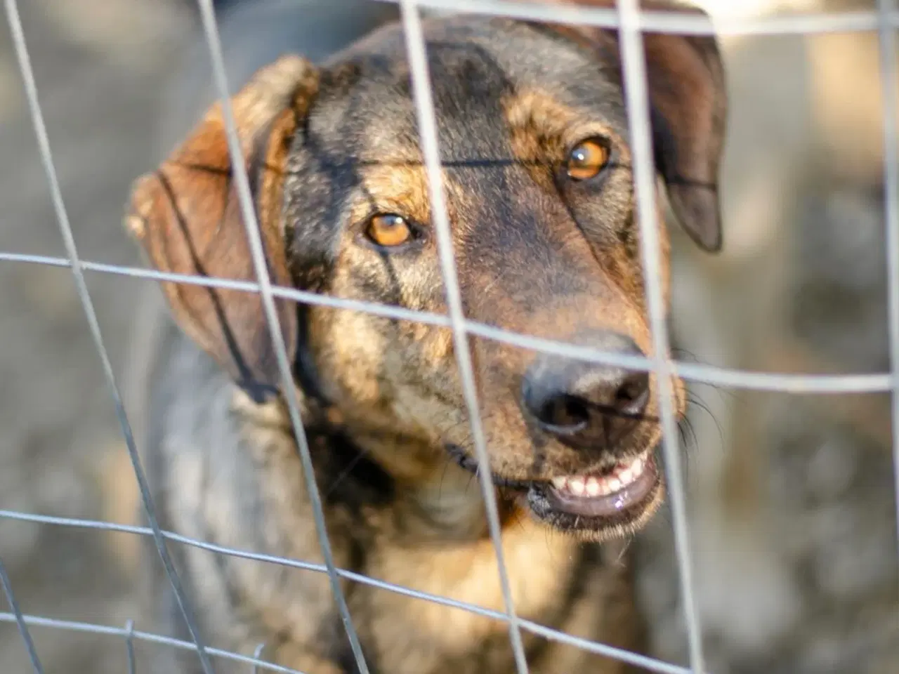 Billede 6 - Bedårende Simba søger familie 