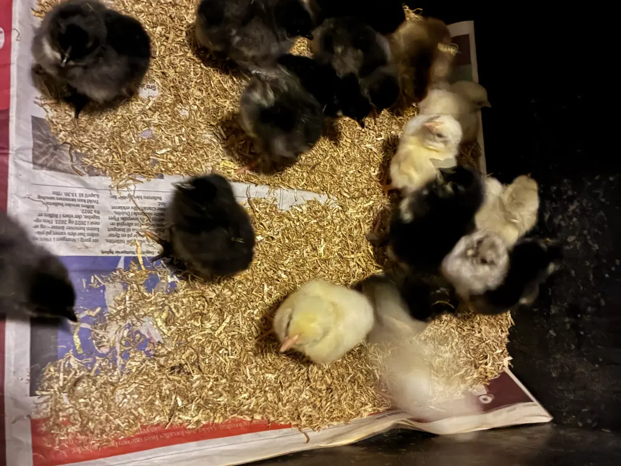 Billede 1 - Daggamle kyllinger fra den 9/4