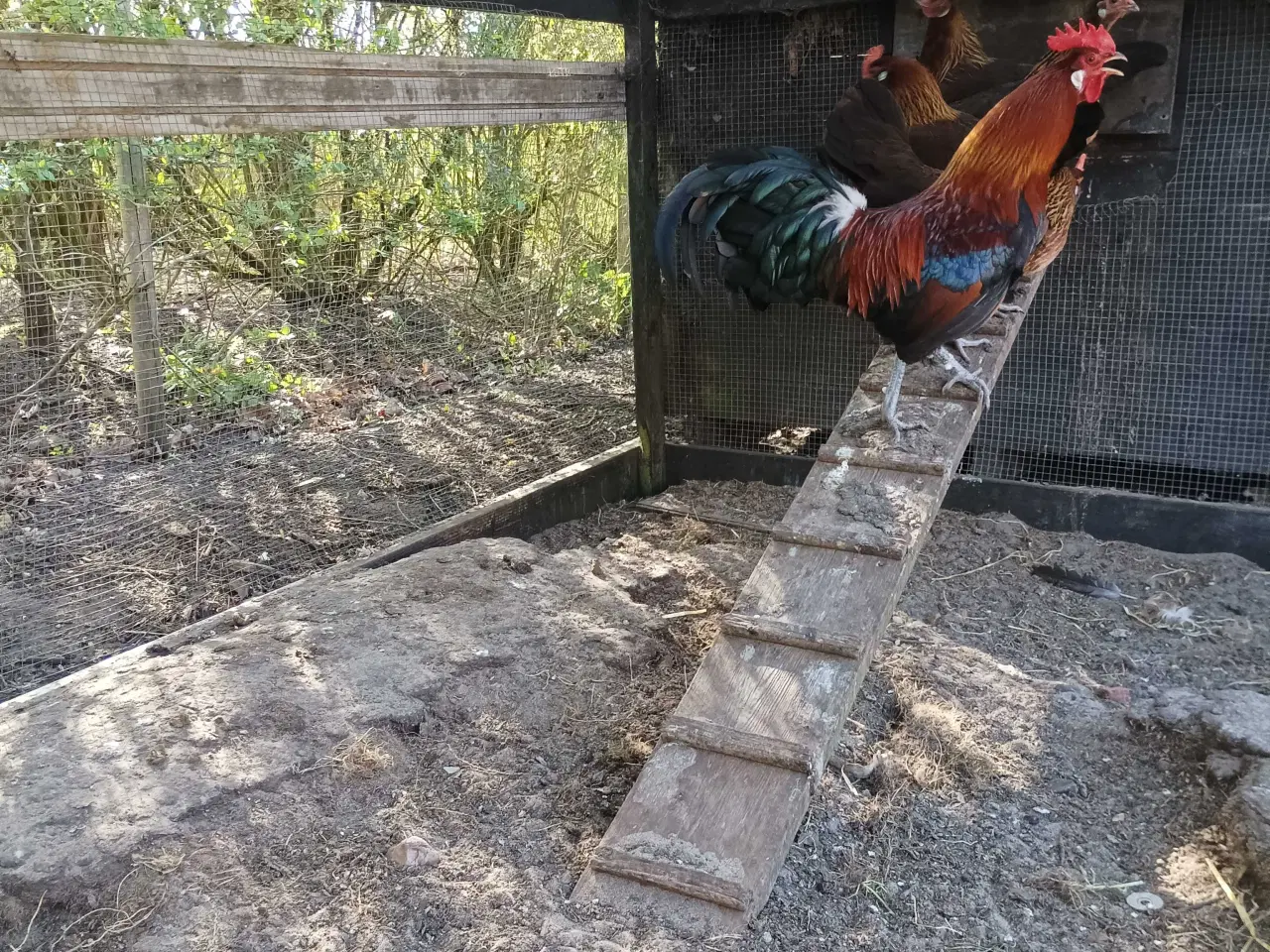 Billede 6 - Danske landhøns i stor 