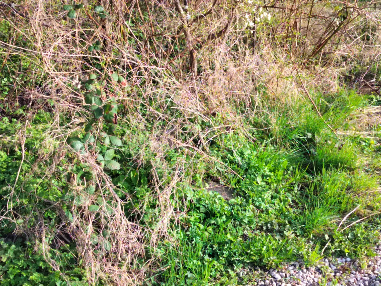 Billede 7 - Havemand søges 