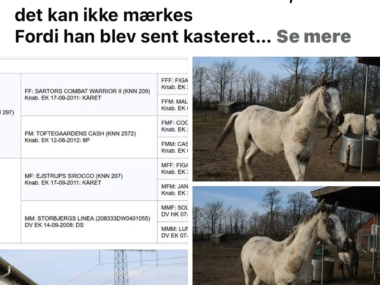 Billede 4 - Knabstrupper ung heste