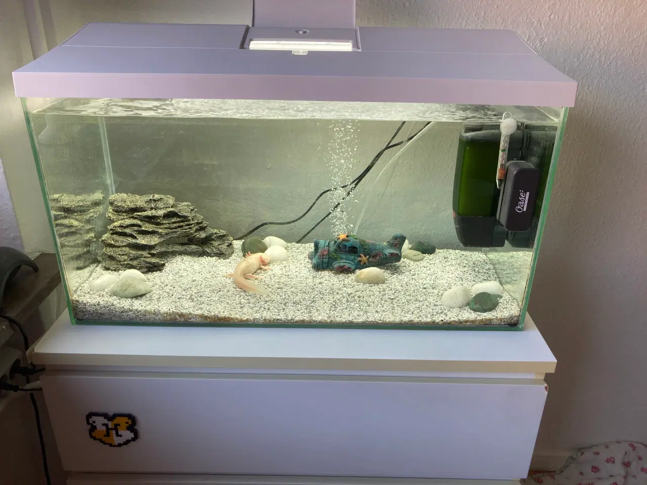 Billede 1 - Akvarium med Axolotl