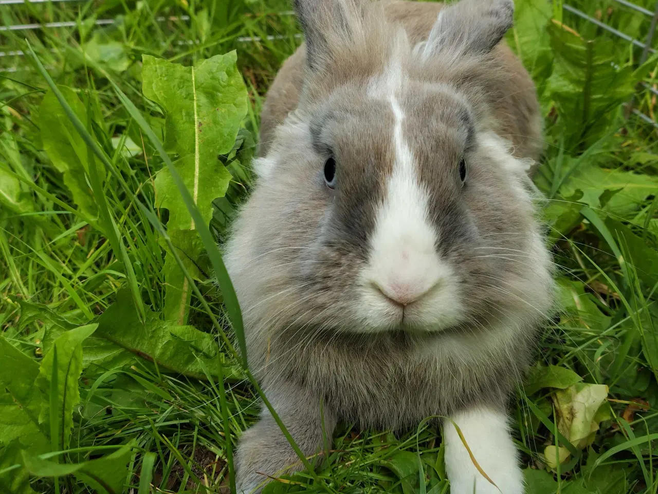 Billede 3 - Samson 8 mdr.🐰