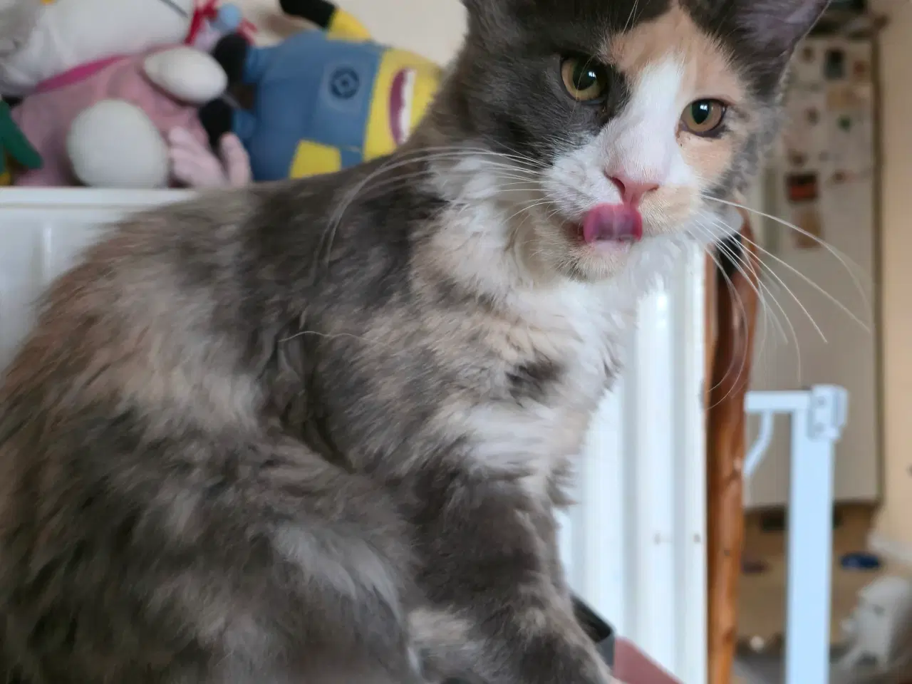 Billede 2 - Sød og legesyg pige.