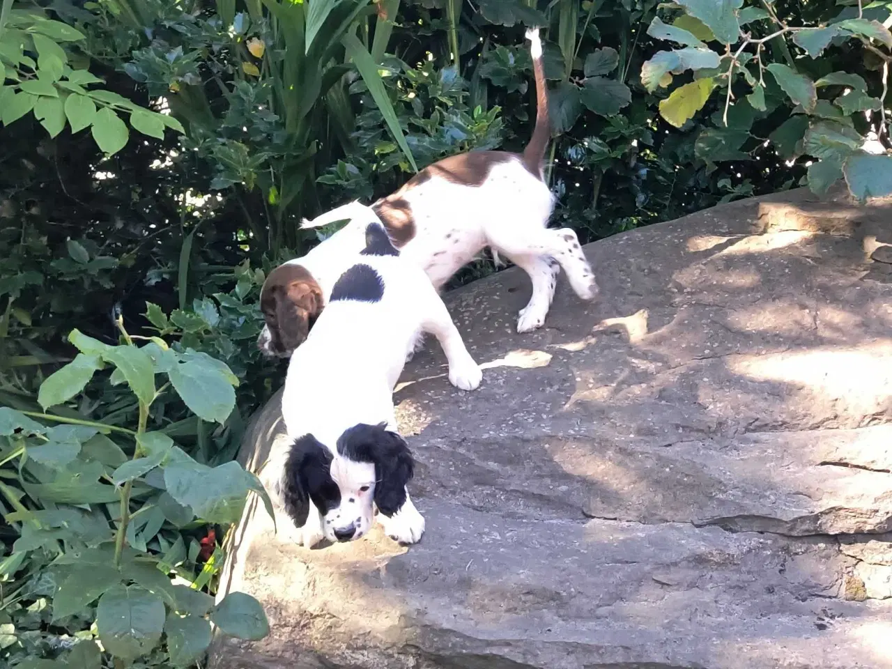 Billede 13 - FT Springer spaniel