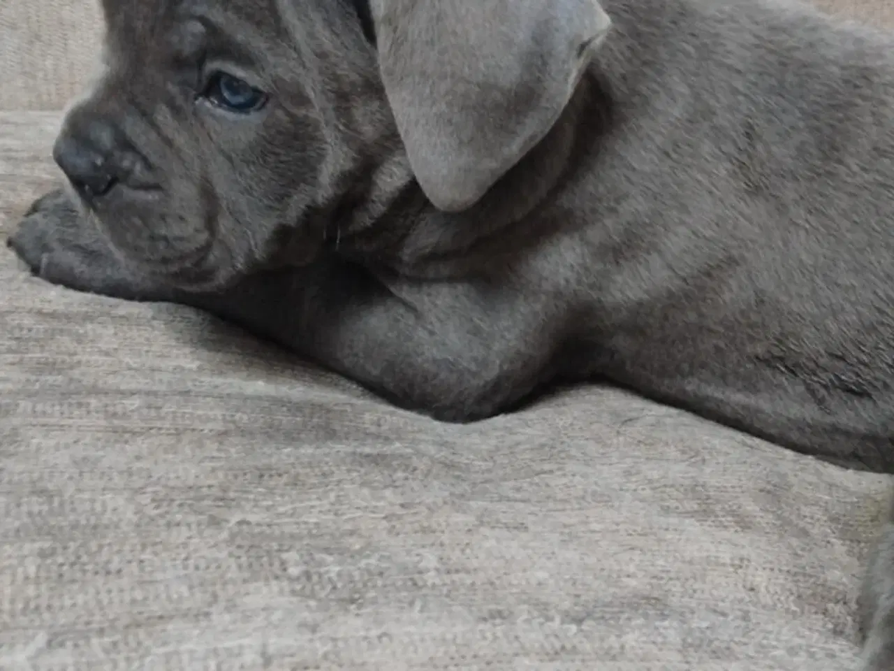 Billede 18 - Cane Corso Italiano hvalpe