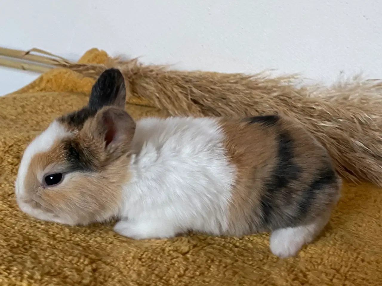 Billede 9 - HOLLÆNDER HUN JAPANER SORT/GUL