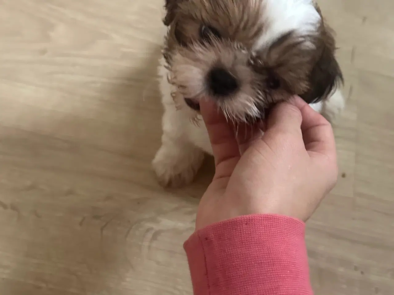 Billede 4 - Shih tzu salg