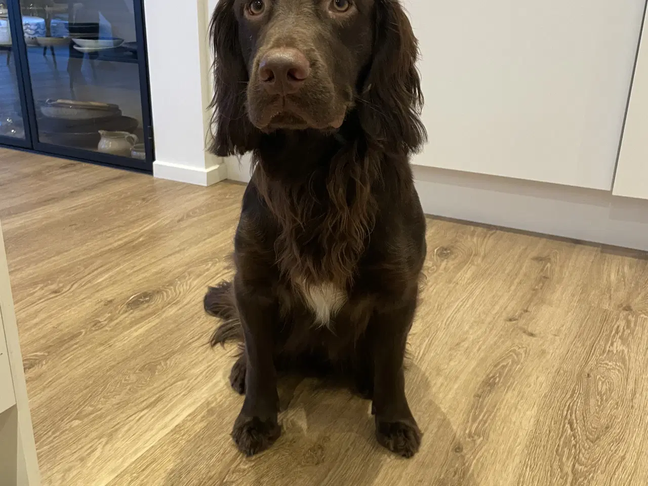 Billede 1 - Skøn Springer han på halvandet år