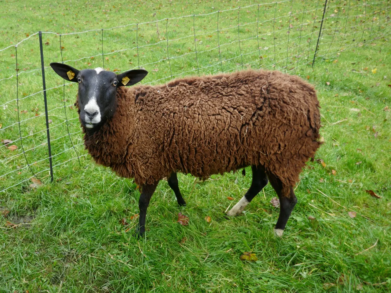 Billede 5 - Zwartbles piger, m3, vaccinerede