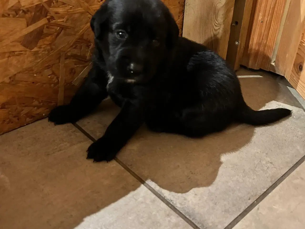 Billede 7 - 3 skønne han hunde 