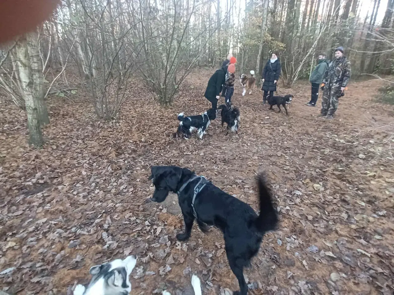 Billede 17 - Smukke milde kærlige Ozzy