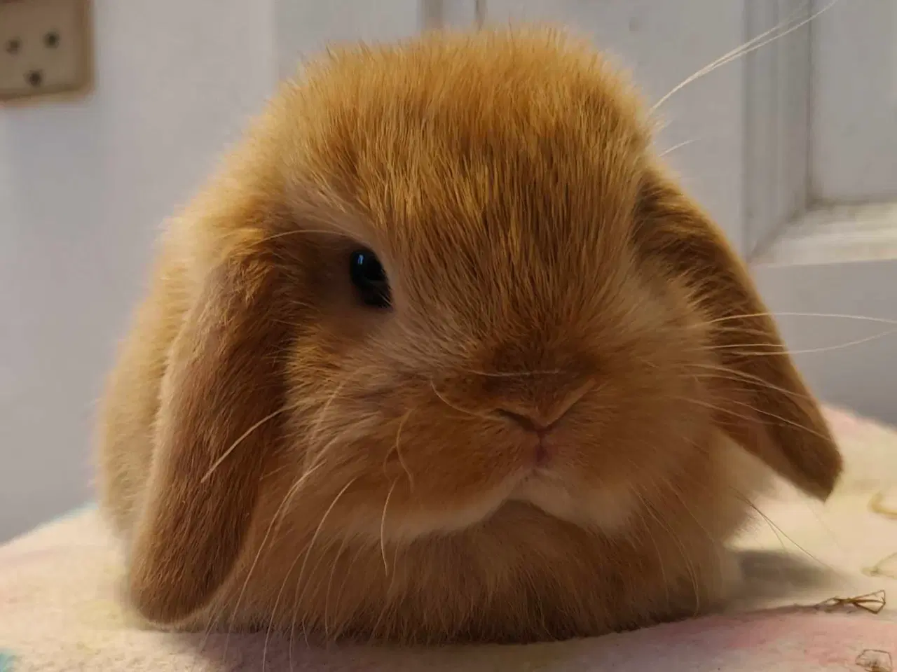 Billede 16 - Minilop