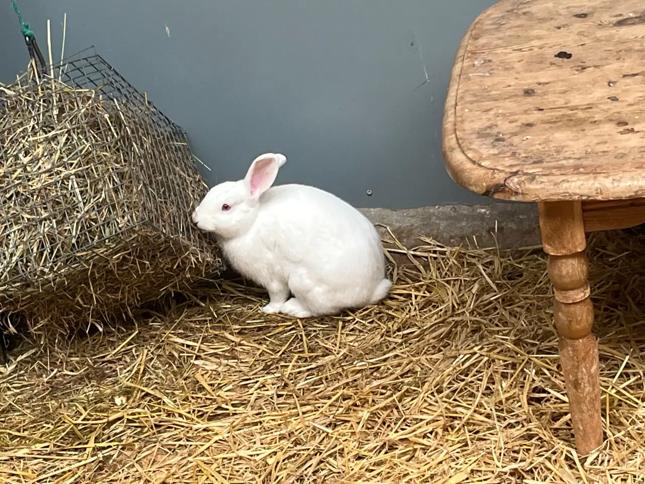 Billede 3 - 2 hunner