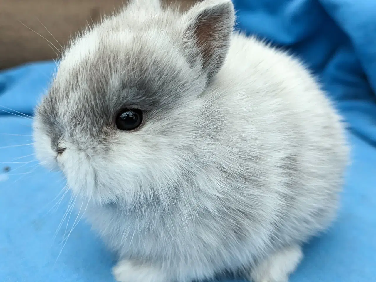 Billede 1 - Hermelin kaninunge sælges 