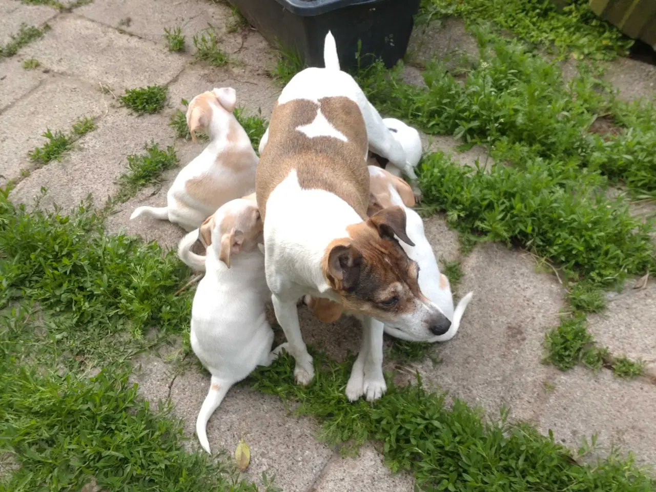 Billede 13 - Dansk/svensk gårdhunde hvalpe