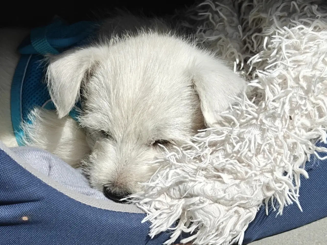 Billede 4 - Westie en han tilbage 