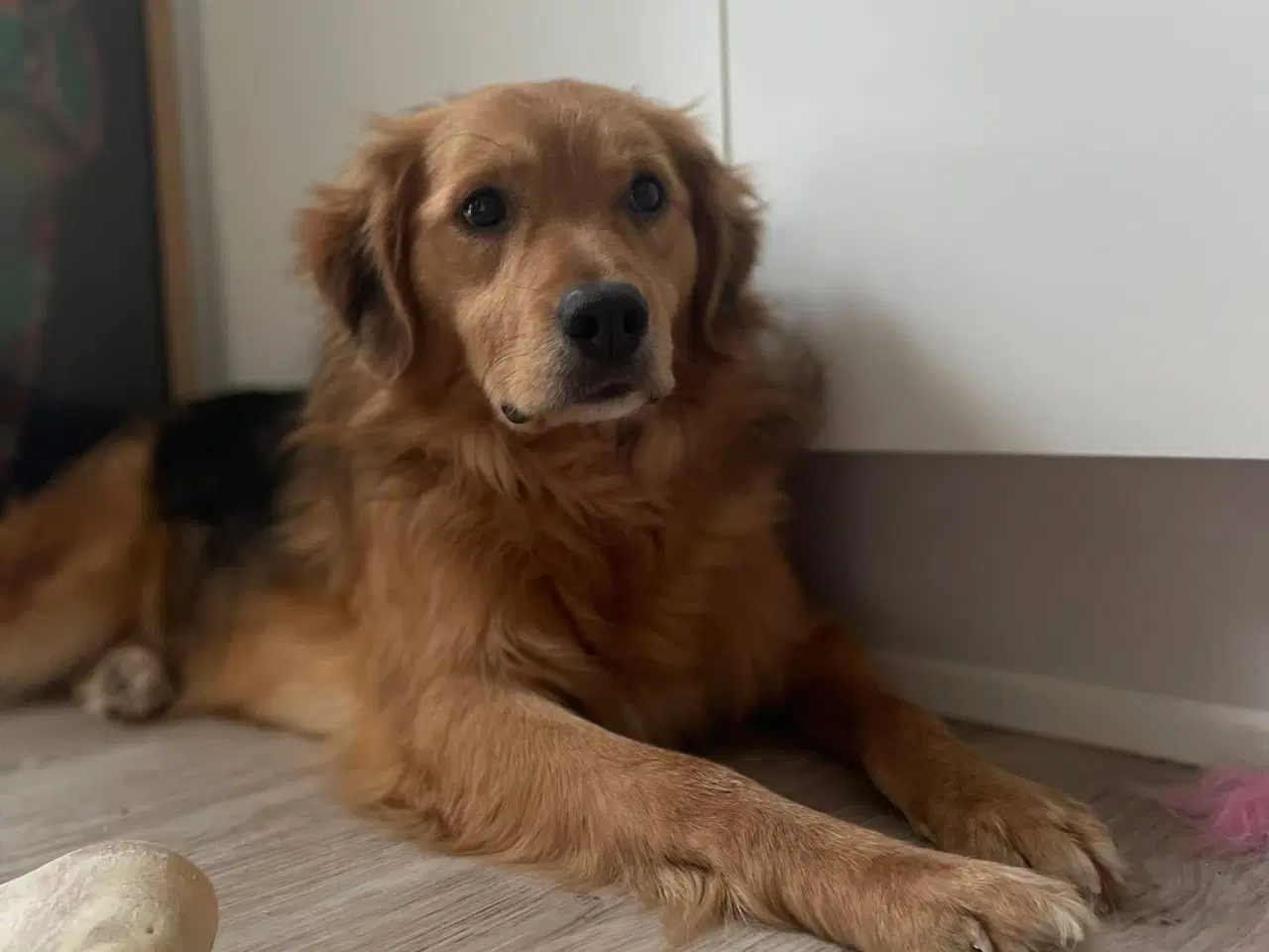 Billede 1 - Frodo søger familie! 🩵