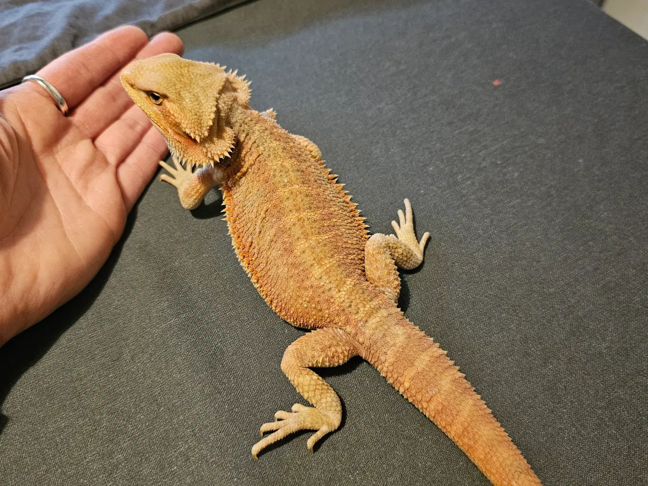 Billede 3 - HASTER skægagame unger 3 mdr gamle 😊