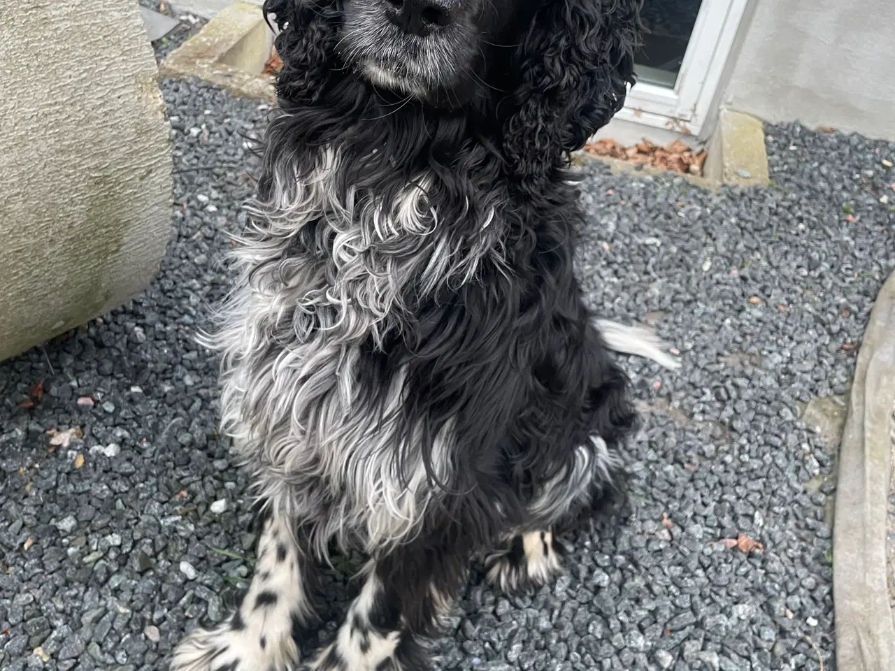 Billede 3 - Handhund til parring engelsk springer