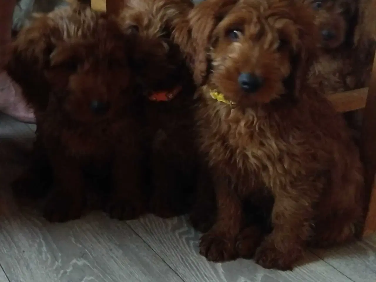 Billede 2 - Krøllede Cockapoo Bamser