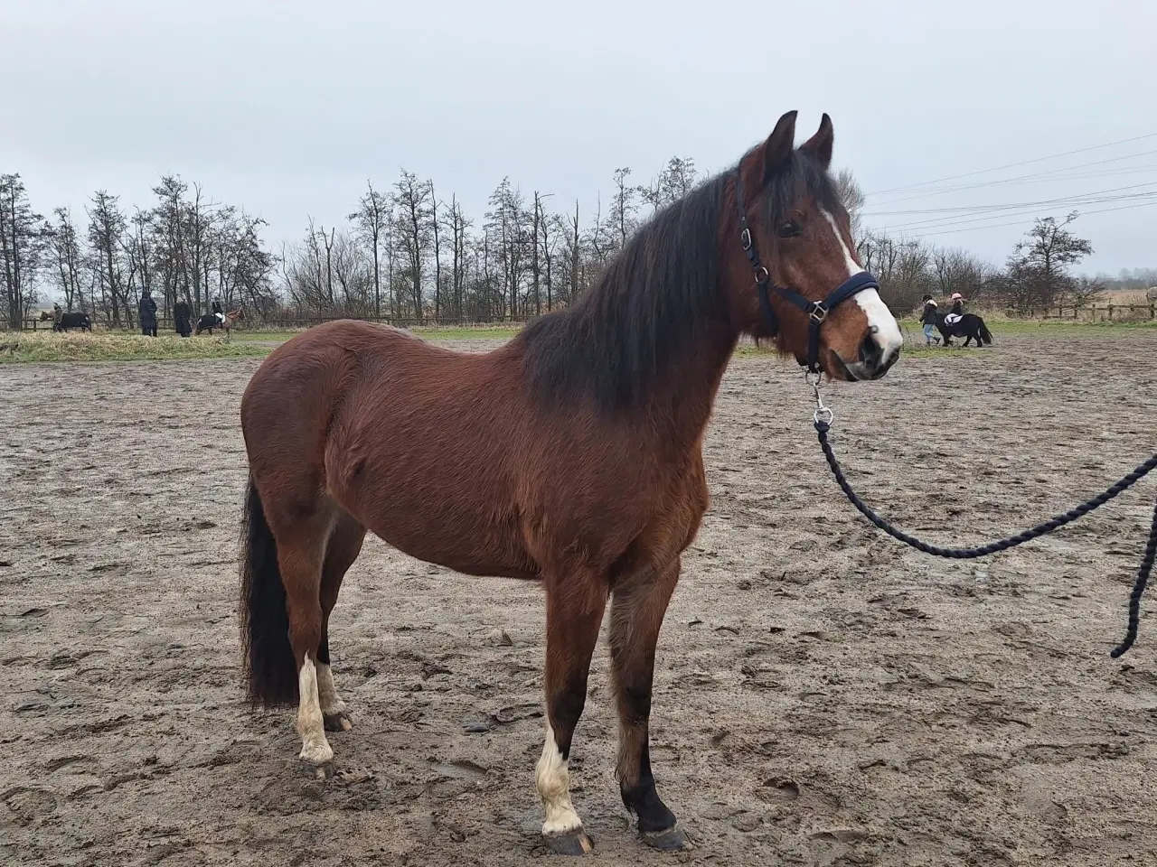 Billede 12 - Fantastisk welsh pony