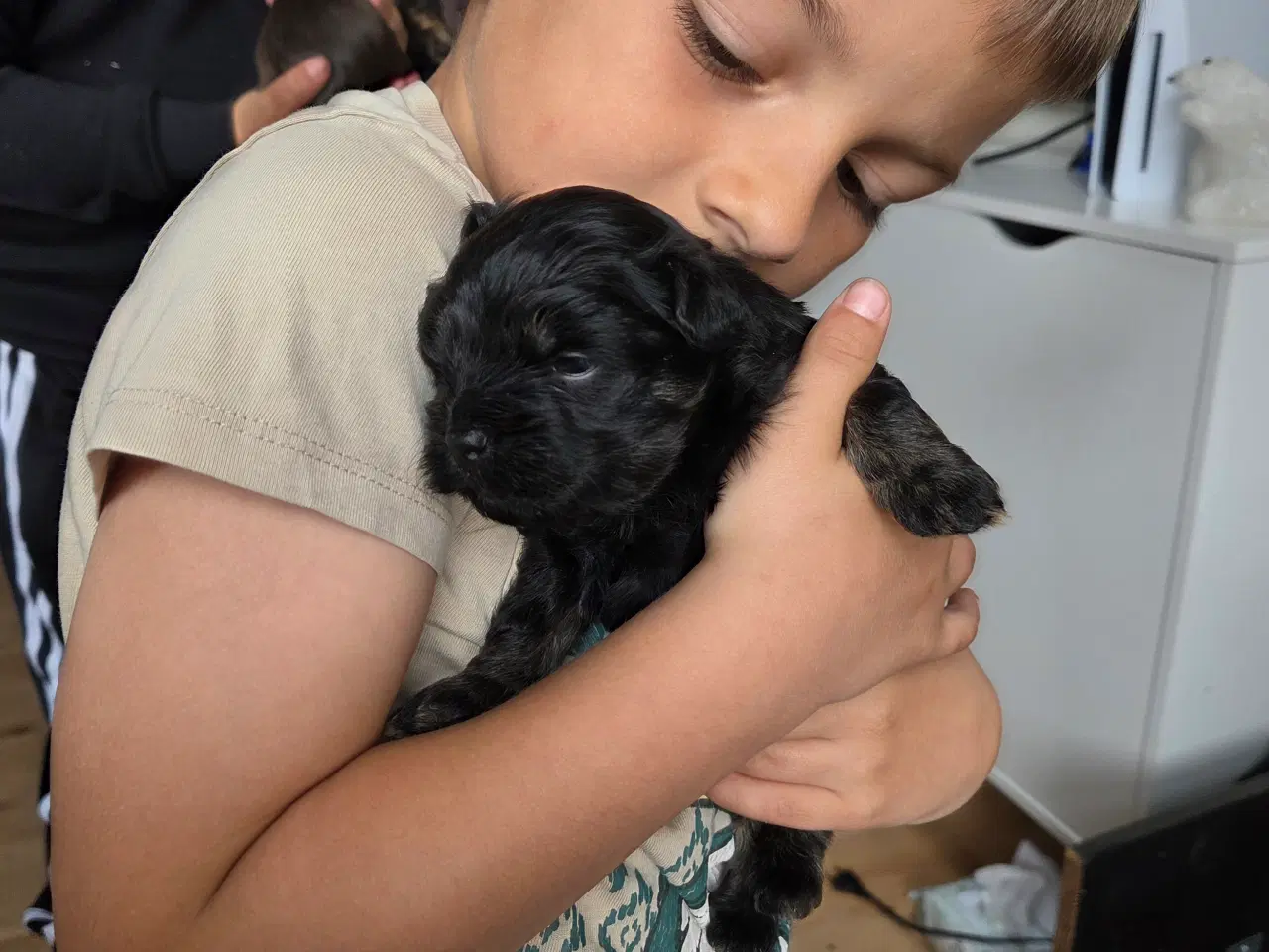 Billede 6 - Bichon havanais hvalpe