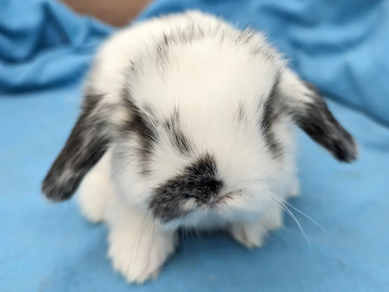 Billede 6 - Minilop kaninunge sælges