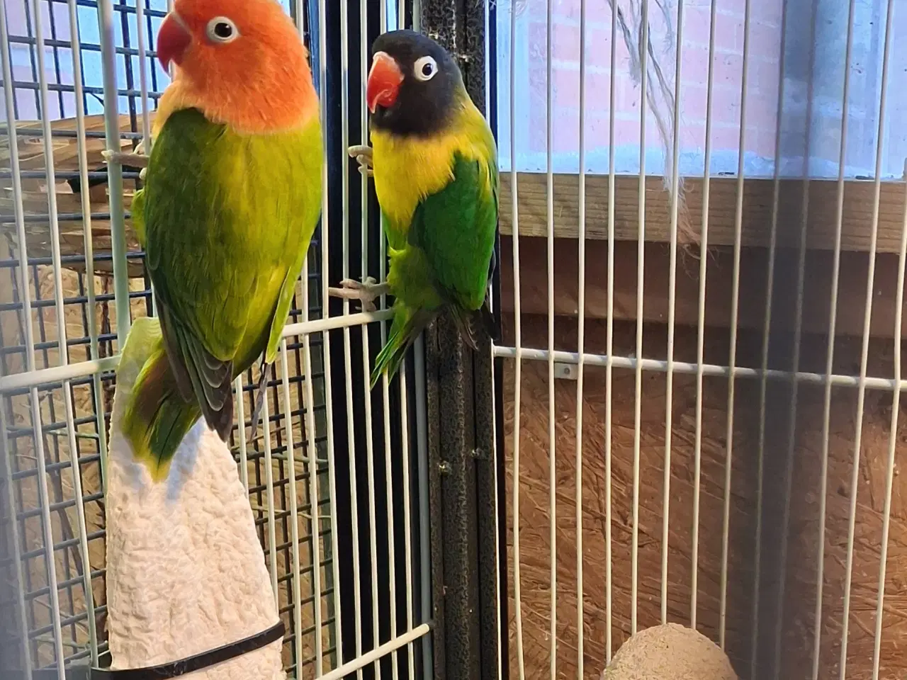 Billede 1 - 1par dvægepapegøjer sælges