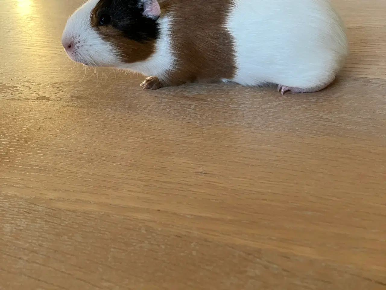 Billede 5 - Smukke marsvineuger