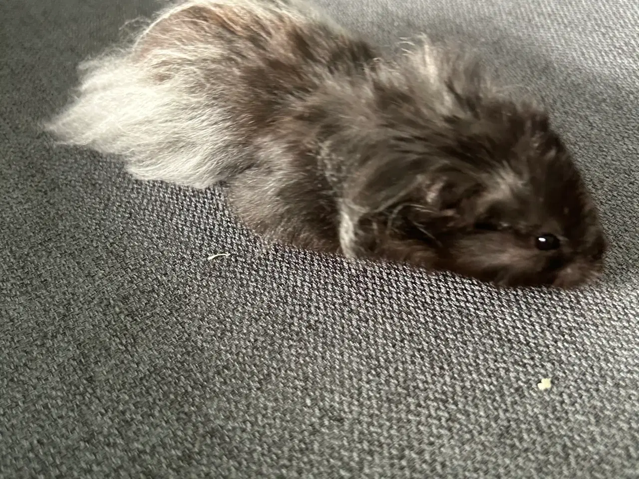 Billede 4 - Guldhamster + bur