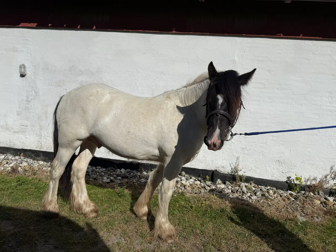 Billede 2 - Irish cob vallak 2 år